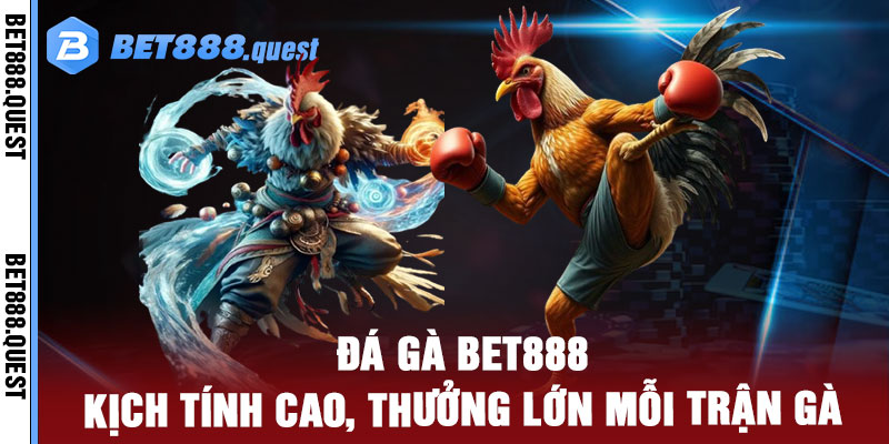 Đá Gà Bet888