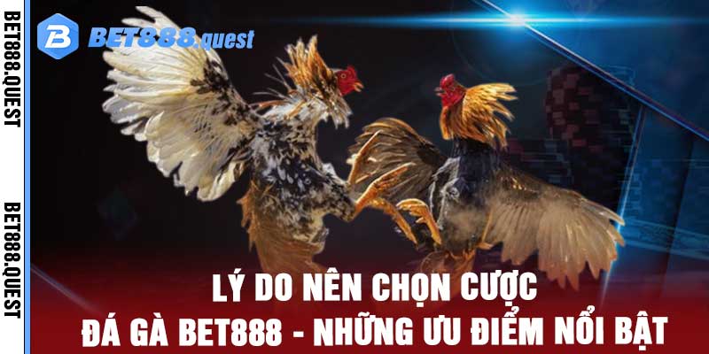 Đá Gà Bet888